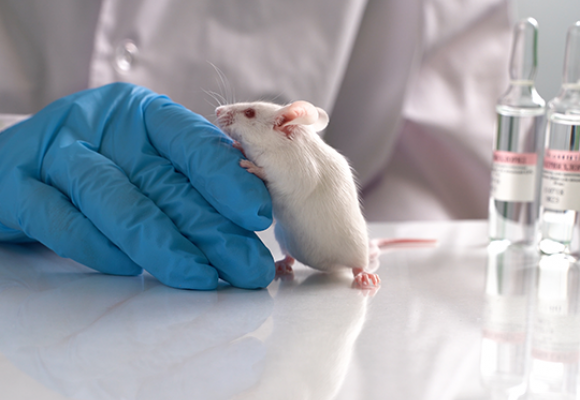 Terapia com DNA controla Glaucoma de camundongos